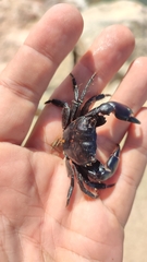 Pachygrapsus transversus