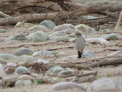 Muscisaxicola rufivertex