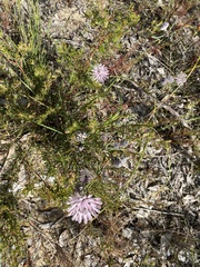 Petrophile linearis