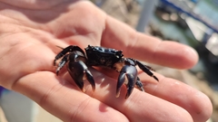 Pachygrapsus transversus