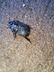 Archophileurus