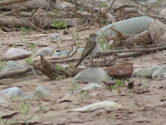 Muscisaxicola rufivertex