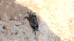 Pachygrapsus transversus
