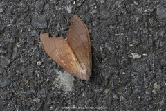 Euhampsonia serratifera