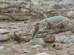 Muscisaxicola rufivertex