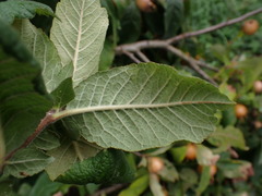 Crataegus germanica