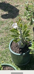 Adenium