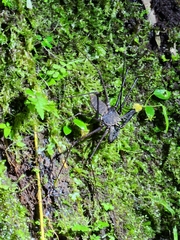 Amblypygi