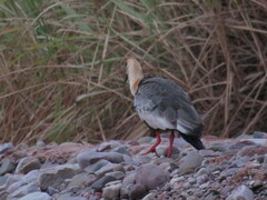 Theristicus caudatus