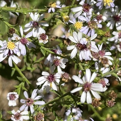 Symphyotrichum drummondii