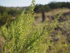 Brickellia laciniata