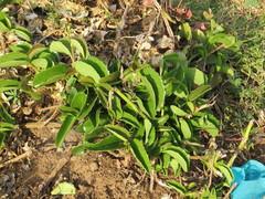Cissus rotundifolia