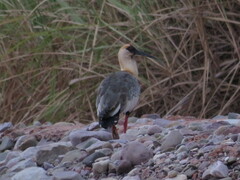 Theristicus caudatus