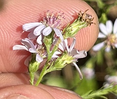 Symphyotrichum drummondii