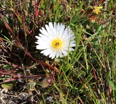 Lampranthus