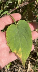 Symphyotrichum drummondii