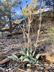 Penstemon pachyphyllus