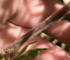 Symphyotrichum drummondii
