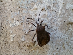 Spartocera