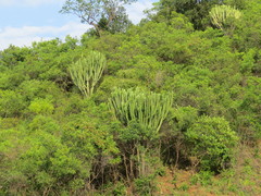 Euphorbia candelabrum