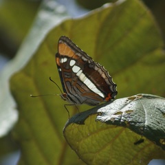 Adelpha bredowii