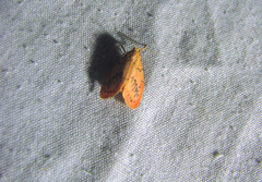 Miltochrista miniata