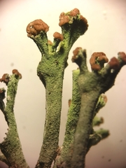 Cladonia subulata