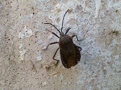 Spartocera