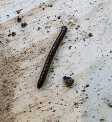 Asiomorpha coarctata
