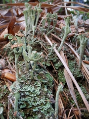 Cladonia subulata