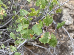 Rhus trilobata