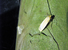 Eilema depressa