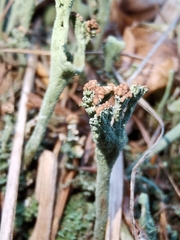 Cladonia subulata