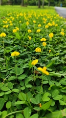 Arachis