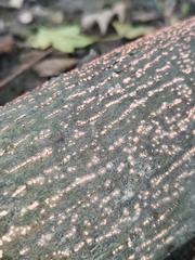 Nectria cinnabarina