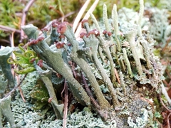Cladonia subulata