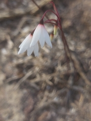 Acis autumnalis