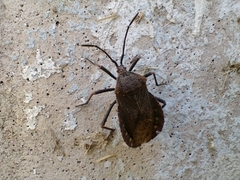 Spartocera