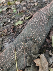 Nectria cinnabarina