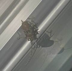 Prosoplus bankii