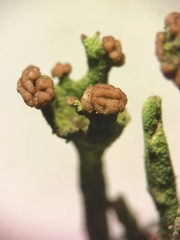 Cladonia subulata