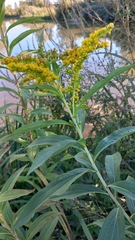 Solidago gigantea