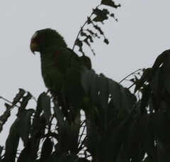 Amazona albifrons