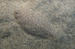 Arnoglossus