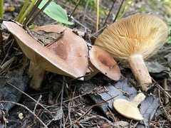 Lactarius hysginus