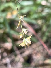 Chasmanthium sessiliflorum