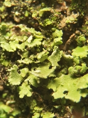 Cladonia subulata