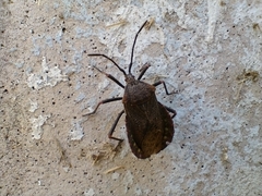 Spartocera