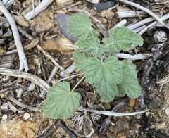 Sphaeralcea parvifolia