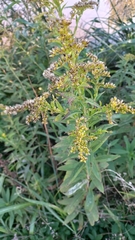 Solidago gigantea